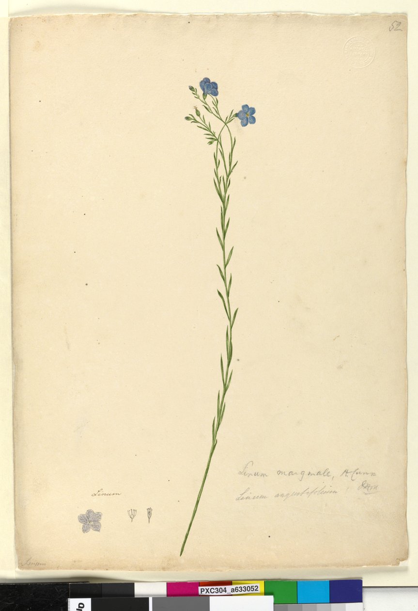 Sayfa 52. Linum marginale, c.1803-06 (wc, kalem, mürekkep ve kurşun kalem) by John William Lewin