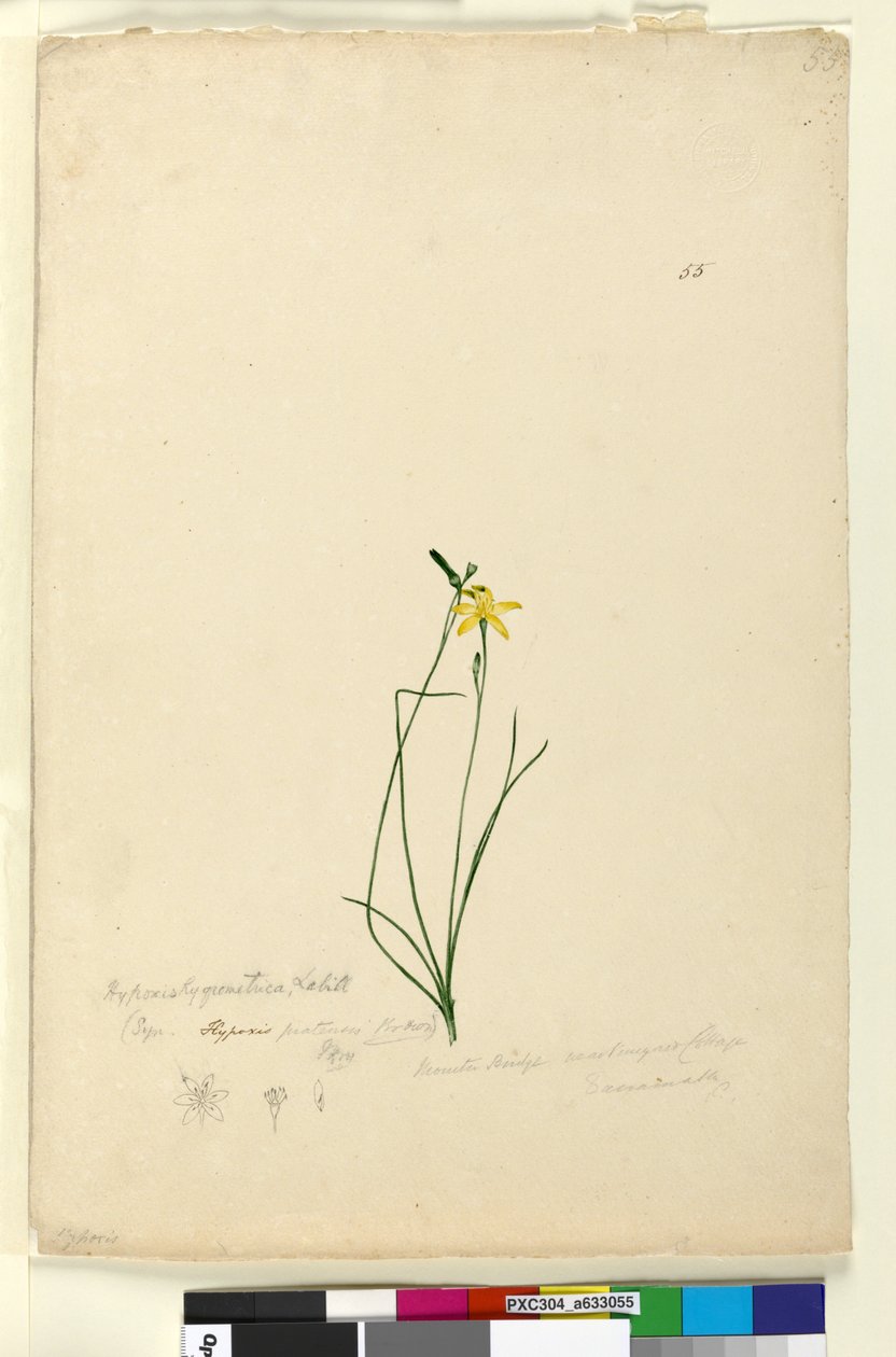 Sayfa 55. Hypoxis hygrometrica, c.1803-06 (wc, kalem, mürekkep ve kurşun kalem) by John William Lewin
