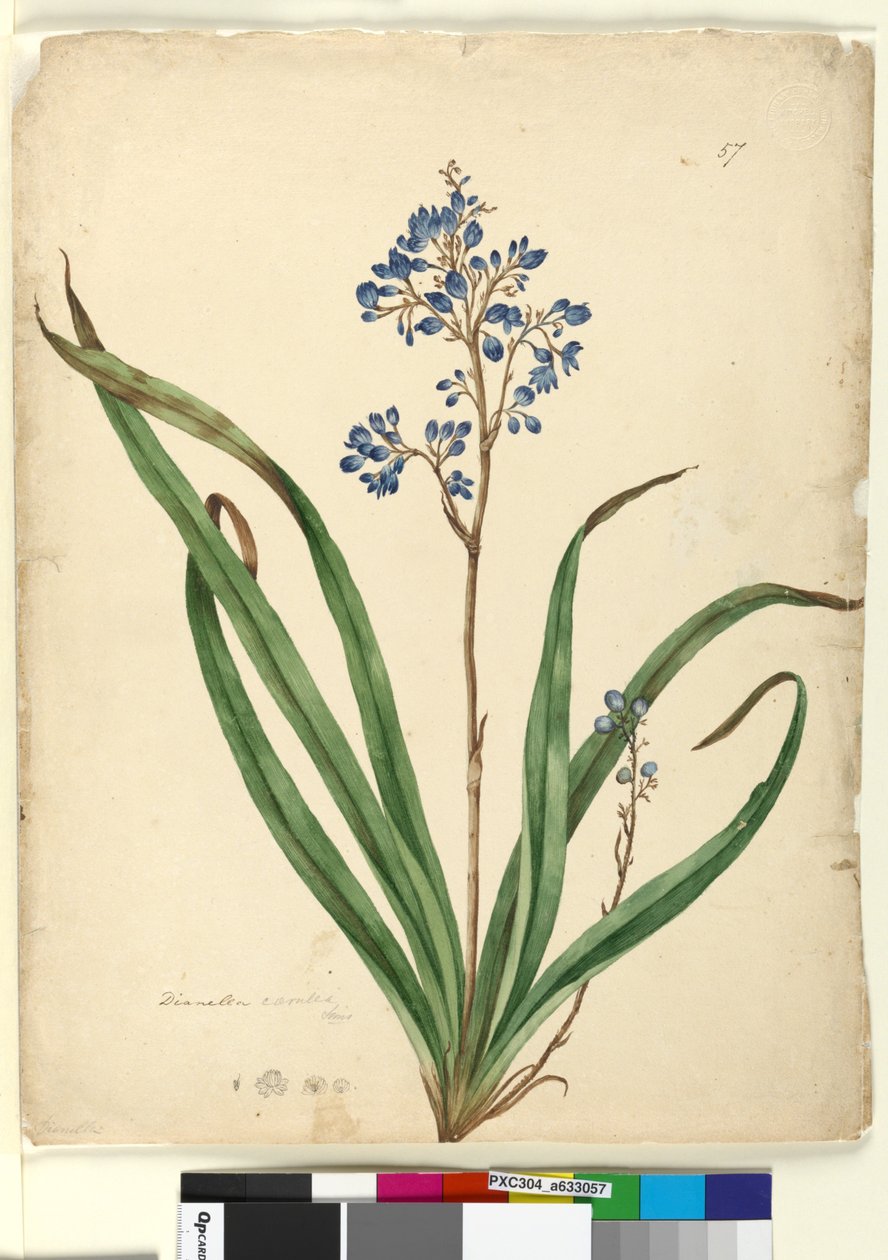 Sayfa 57. Dianella caerulea, c.1803-06 (wc, kalem, mürekkep ve kurşun kalem) by John William Lewin
