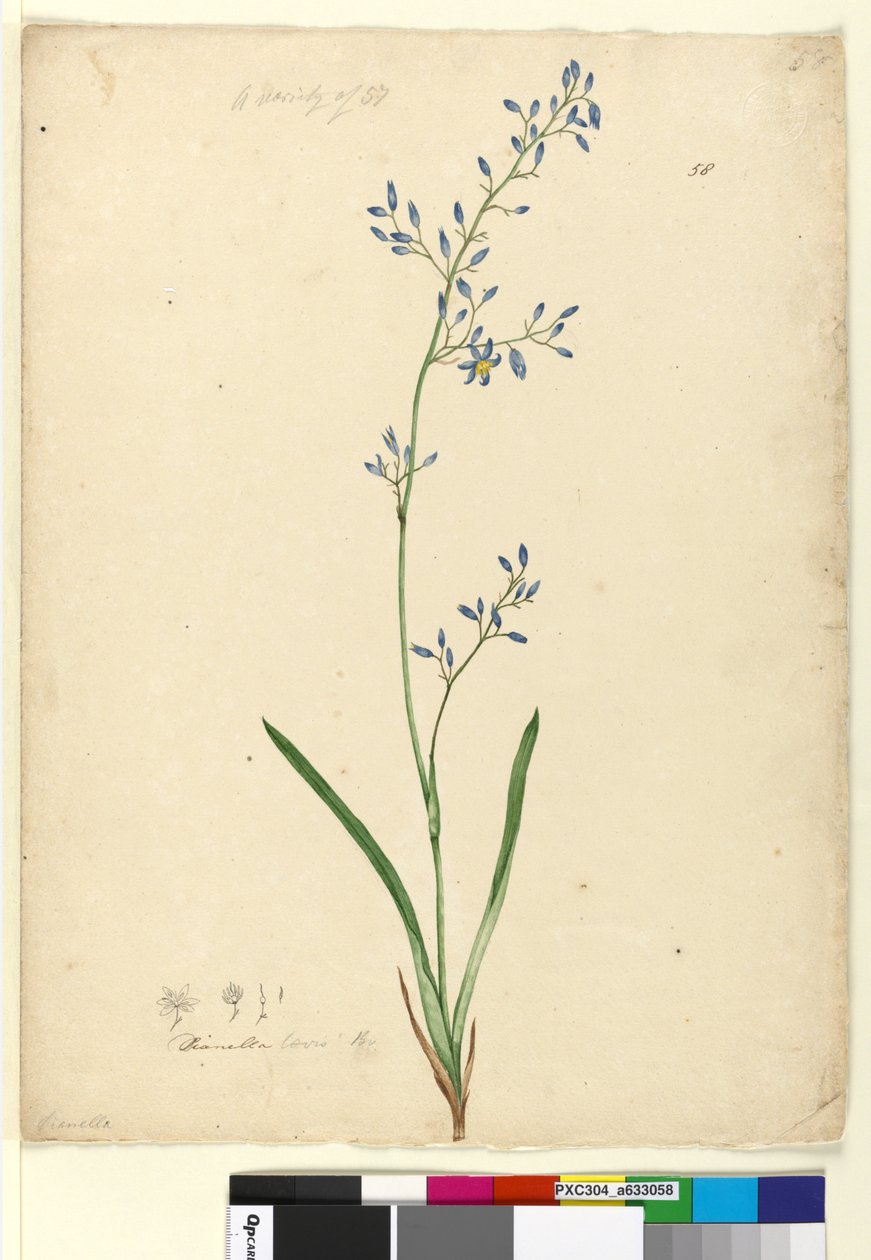 Sayfa 58. Dianella levis, c.1803-06 (wc, kalem, mürekkep ve kurşun kalem) by John William Lewin