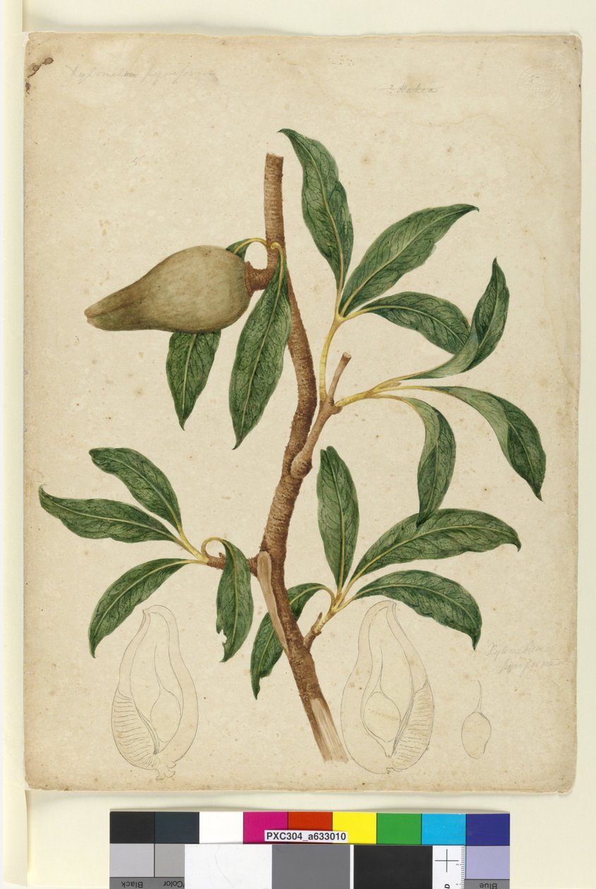 Sayfa 5. Xylomelum pyriforme, c.1803-06 (wc, kalem, mürekkep ve kurşun kalem) by John William Lewin