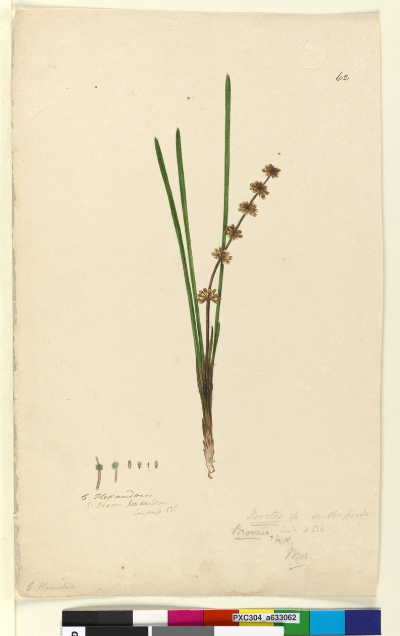Sayfa 62. Xerotes Lomandra multiflora, c.1803-06 (wc, kalem, mürekkep ve kurşun kalem) by John William Lewin