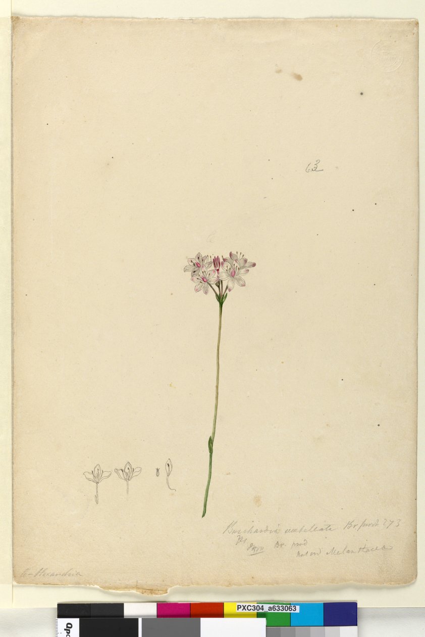 Sayfa 63. Burchardia umbellata, c.1803-06 (wc, kalem, mürekkep ve kurşun kalem) by John William Lewin