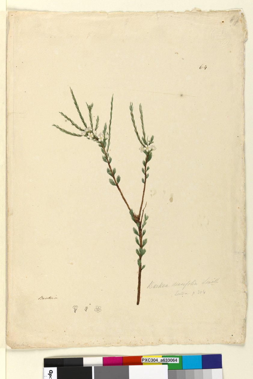 Sayfa 64. Baeckea densifolia, c.1803-06 (wc, kalem, mürekkep ve kurşun kalem) by John William Lewin