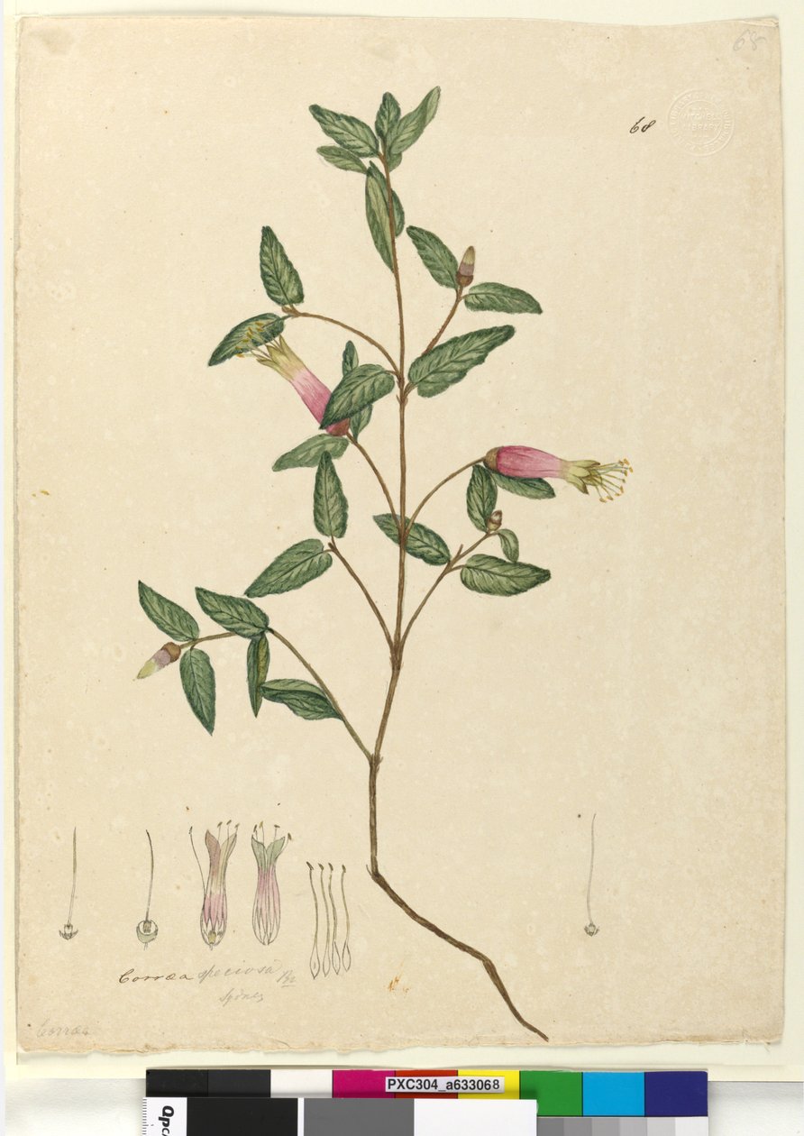 Sayfa 68. Correa speciosa, c.1803-06 (wc, kalem, mürekkep ve kurşun kalem) by John William Lewin