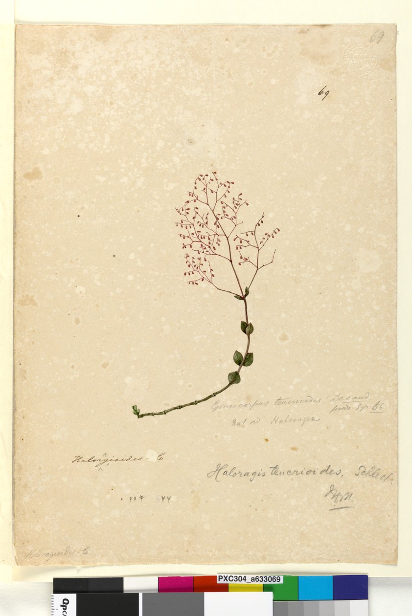 Sayfa 69. Gonocarpus teucrioides, c.1803-06 (wc, kalem, mürekkep ve kurşun kalem) by John William Lewin
