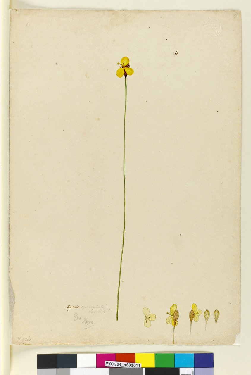 Sayfa 6. Xyris operculata, c.1803-06 (wc, kalem, mürekkep ve kurşun kalem) by John William Lewin
