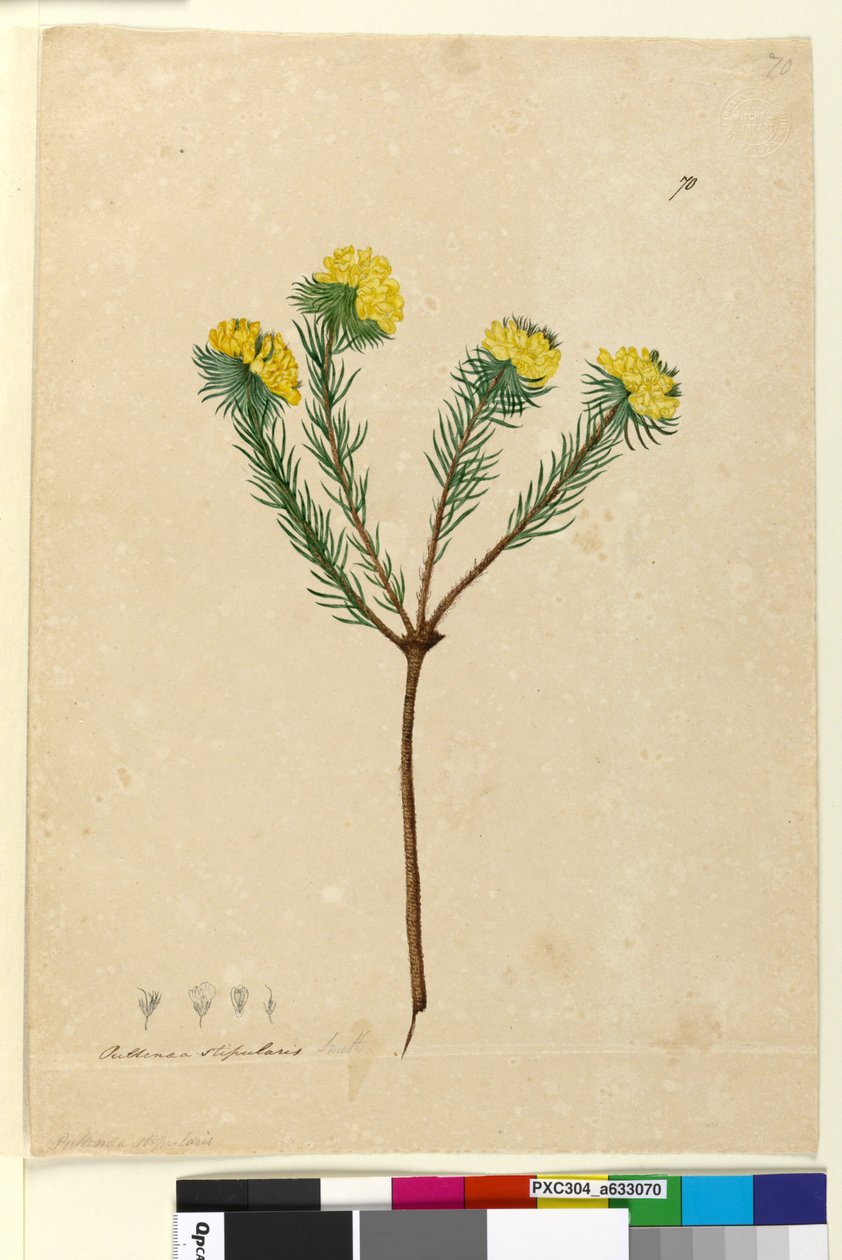 Sayfa 70. Pultenaea stipularis, c.1803-06 (tuvalet, kalem, mürekkep ve kurşun kalem) by John William Lewin