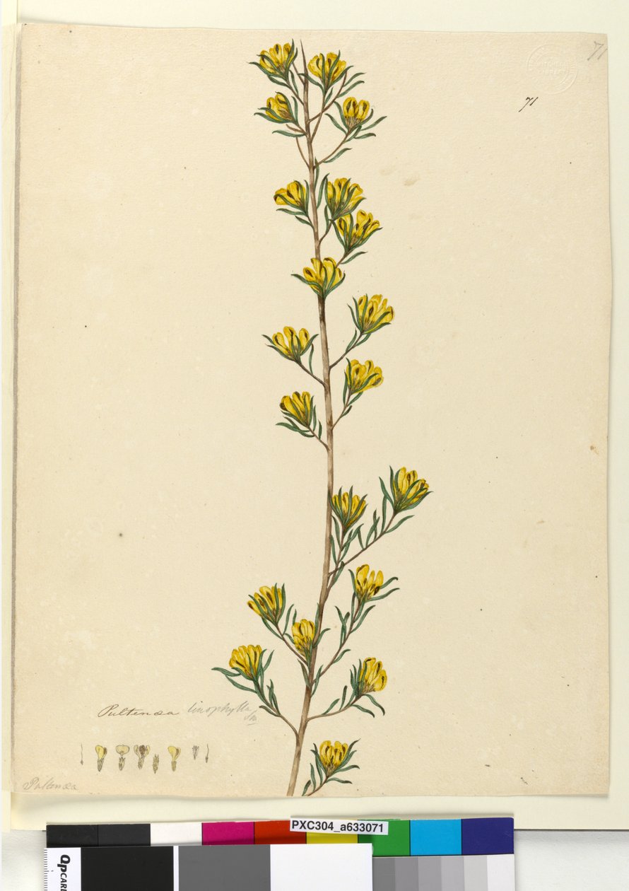 Sayfa 71. Pultenaea linophilla, c.1803-06 (wc, kalem, mürekkep ve kurşun kalem) by John William Lewin