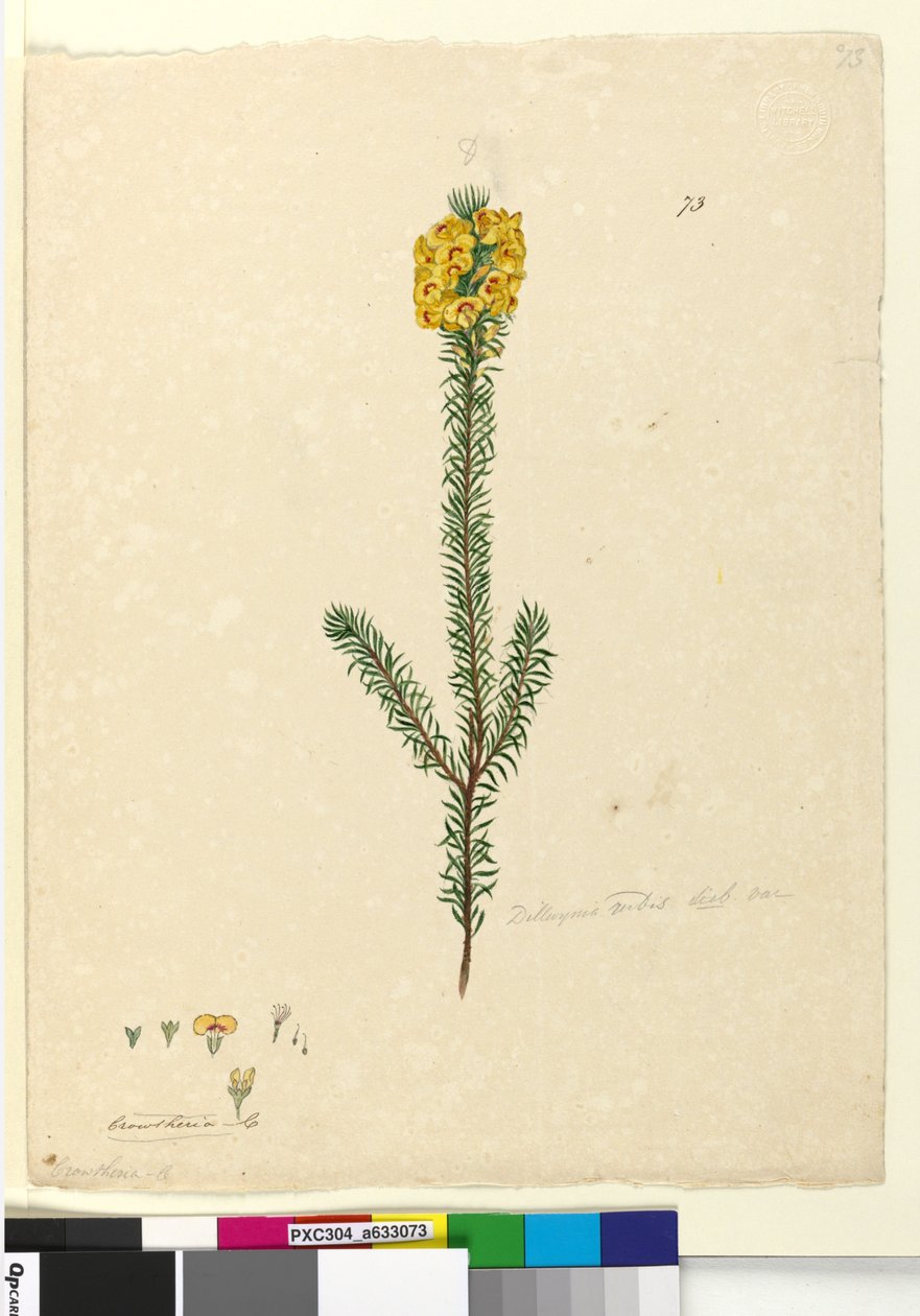 Sayfa 73. Dillwynia rubis?, c.1803-06 (wc, kalem, mürekkep ve kurşun kalem) by John William Lewin