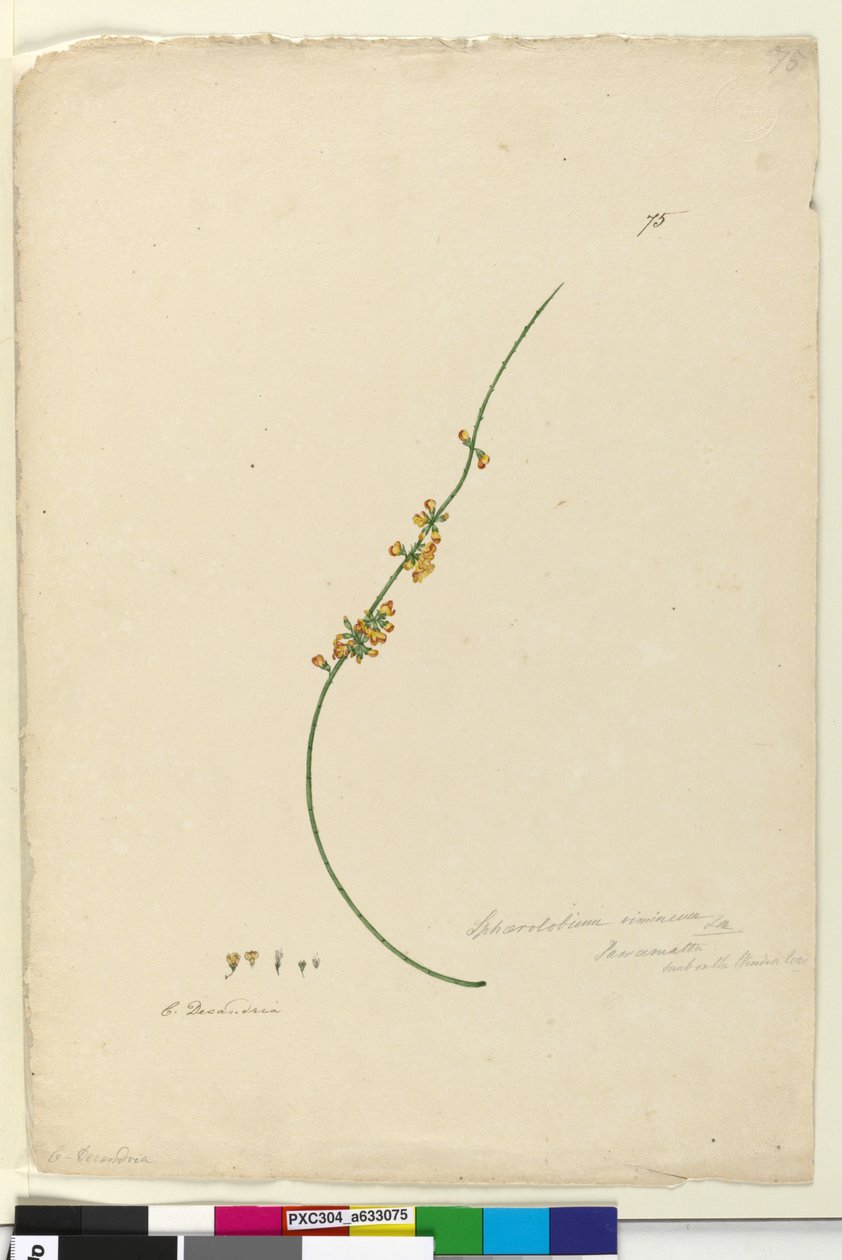 Sayfa 75. Sphaerolobium vimineum, c.1803-06 (wc, kalem, mürekkep ve kurşun kalem) by John William Lewin