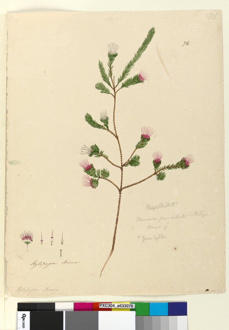 Sayfa 76. Darwinia fascicularis, c.1803-06 (wc, kalem, mürekkep ve kurşun kalem) by John William Lewin