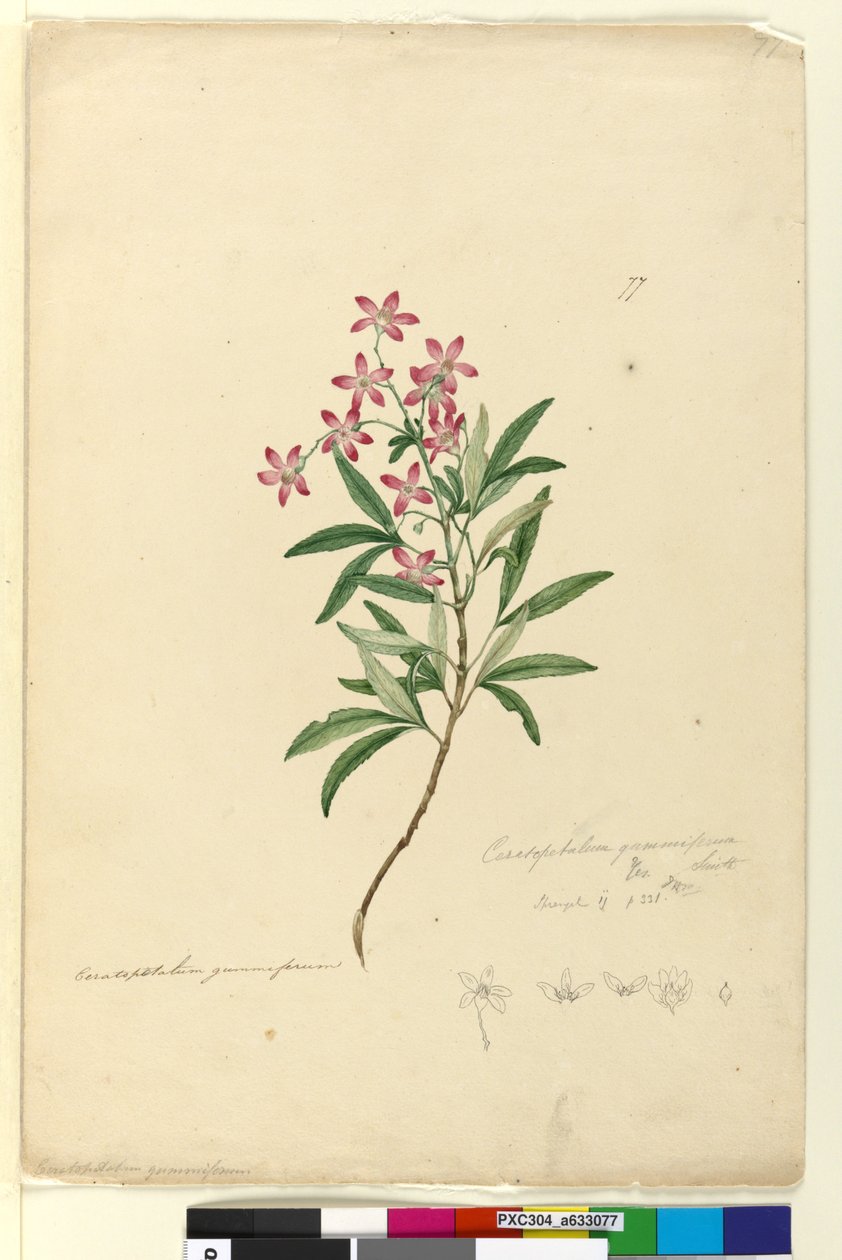 Sayfa 77. Ceratopetalum gummiferum, c.1803-06 (wc, kalem, mürekkep ve kurşun kalem) by John William Lewin
