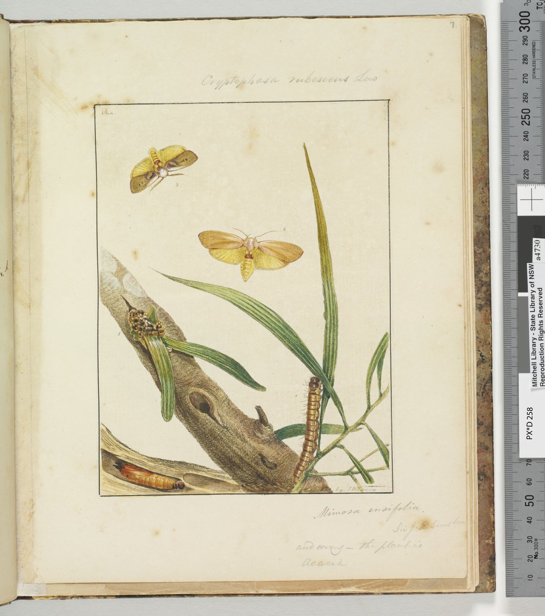 Sayfa 7. Pl.2 Cryptophasa Rebescens Lew, 1803-04 (el ile boyanmış gravür baskıları) by John William Lewin