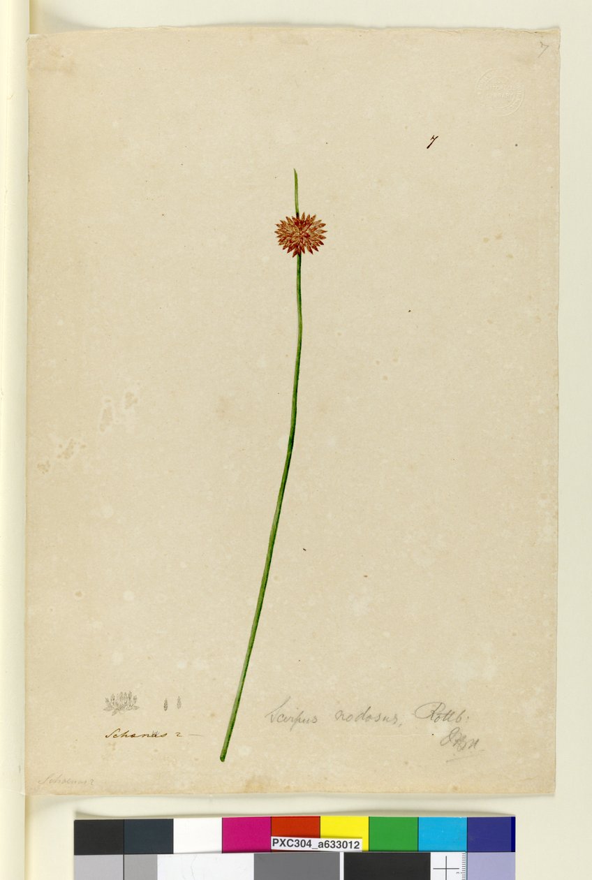 Sayfa 7. Scirpus nodosus, c.1803-06 (wc, kalem, mürekkep ve kurşun kalem) by John William Lewin
