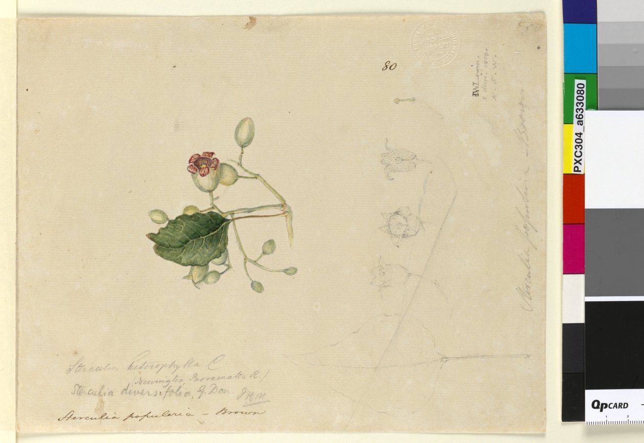 Sayfa 80. Sterculia diversifolia, c.1803-06 (wc, kalem, mürekkep ve kurşun kalem) by John William Lewin