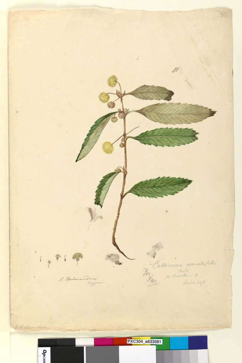 Sayfa 81. Callicoma serratifolia, c.1803-06 (wc, kalem, mürekkep ve kurşun kalem) by John William Lewin