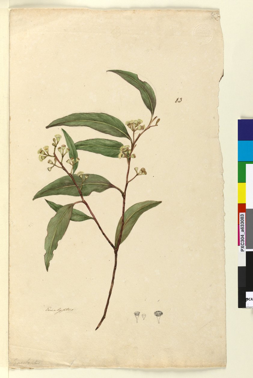 Sayfa 83. Okaliptüs, c.1803-06 (wc, kalem, mürekkep ve kurşun kalem) by John William Lewin
