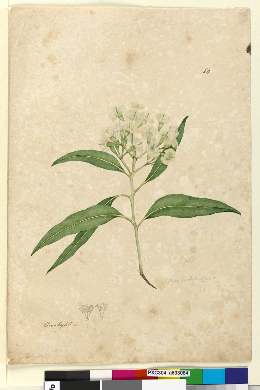 Sayfa 84. Okaliptüs paniculata, c.1803-06 (wc, kalem, mürekkep ve kurşun kalem) by John William Lewin