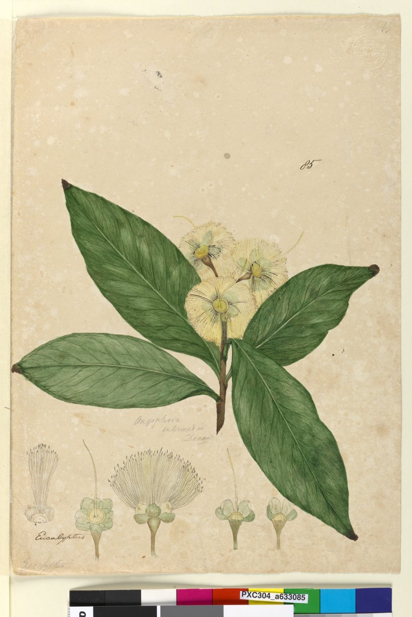 Sayfa 85. Angophora intermedia, c.1803-06 (wc, kalem, mürekkep ve kurşun kalem) by John William Lewin