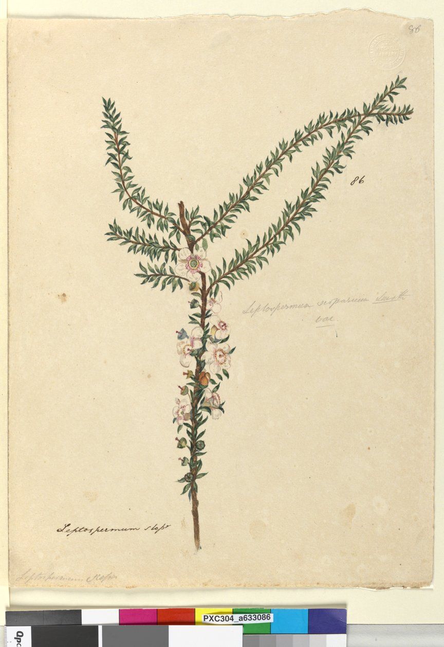 Sayfa 86. Leptospermum scoparium, c.1803-06 (wc, kalem, mürekkep ve kurşun kalem) by John William Lewin