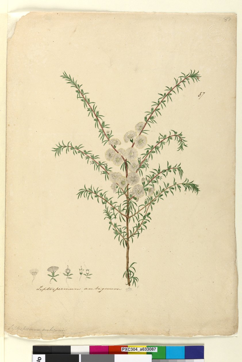 Sayfa 87. Leptospermum ambiguum, c.1803-06 (wc, kalem, mürekkep ve kurşun kalem) by John William Lewin