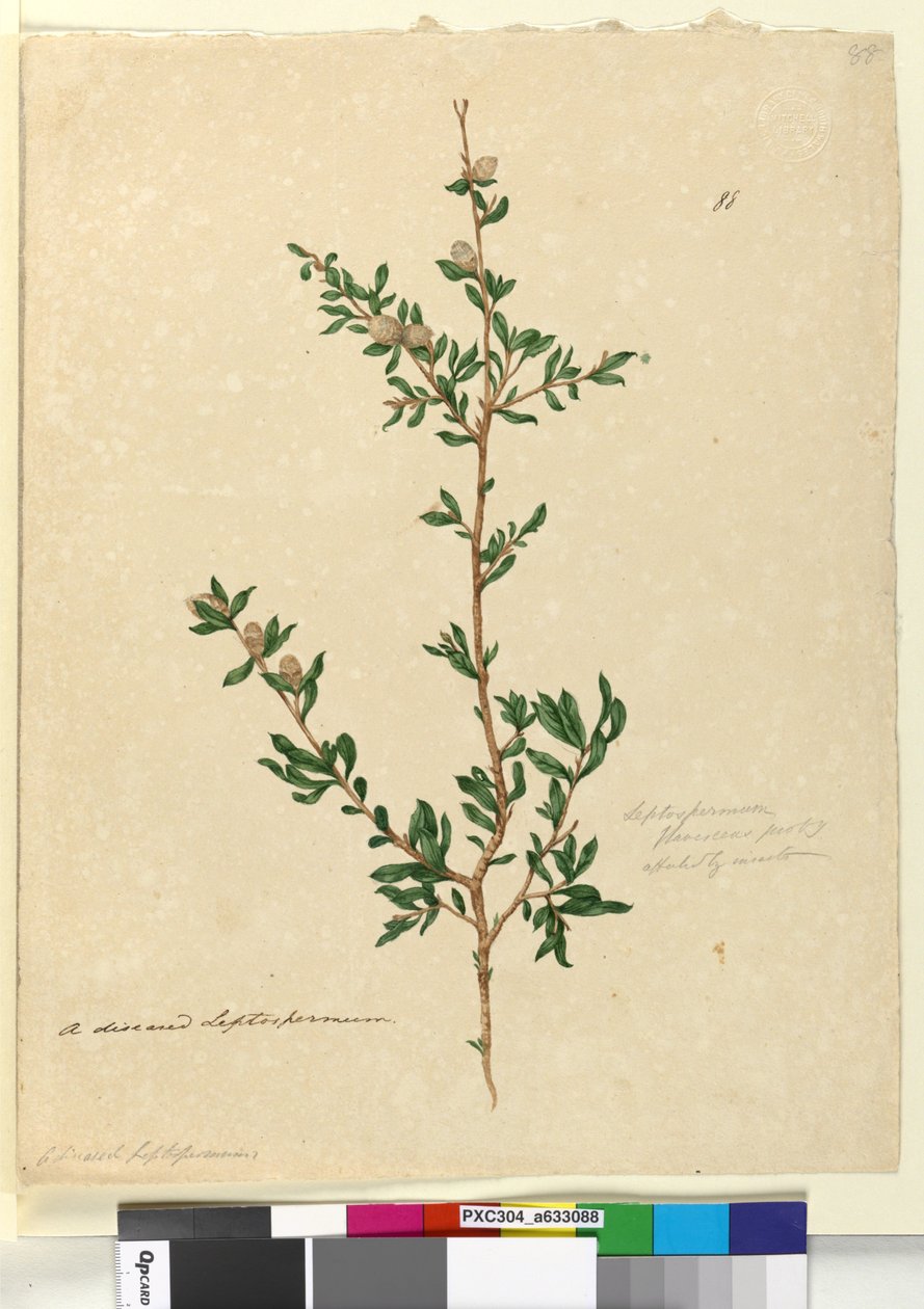 Sayfa 88. Leptospermum flavescens, c.1803-06 (wc, kalem, mürekkep ve kurşun kalem) by John William Lewin