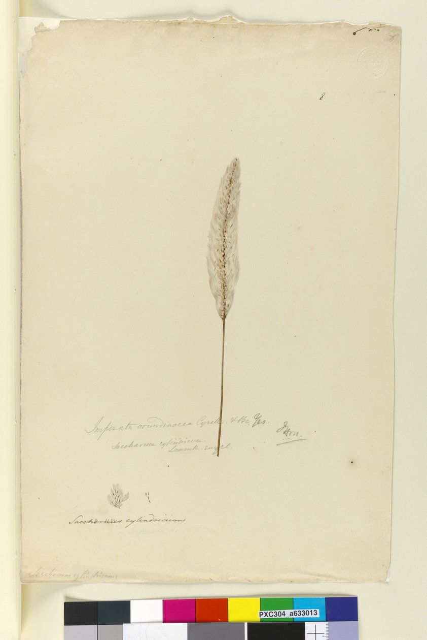 Sayfa 8. Imperata arundinacea syn. Saccharum cylindricum, c.1803-06 (wc, kalem, mürekkep ve kurşun kalem) by John William Lewin