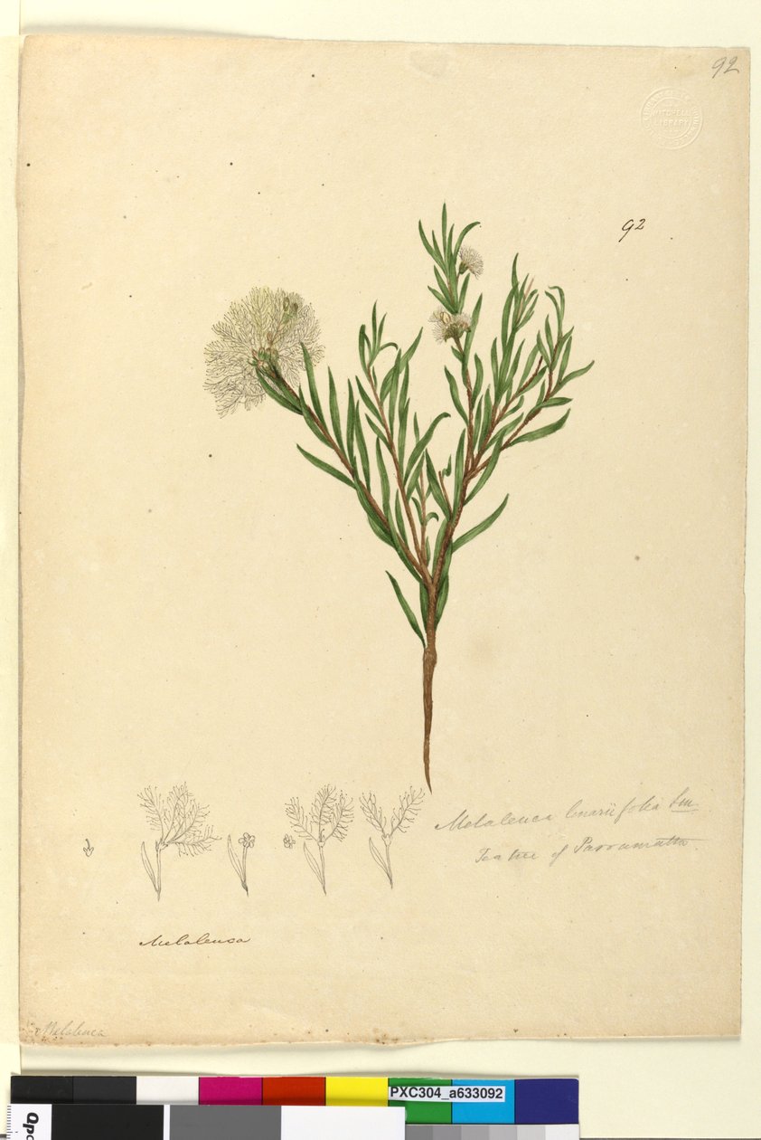 Sayfa 92. Melaleuca linariifolia, c.1803-06 (wc, kalem, mürekkep ve kurşun kalem) by John William Lewin