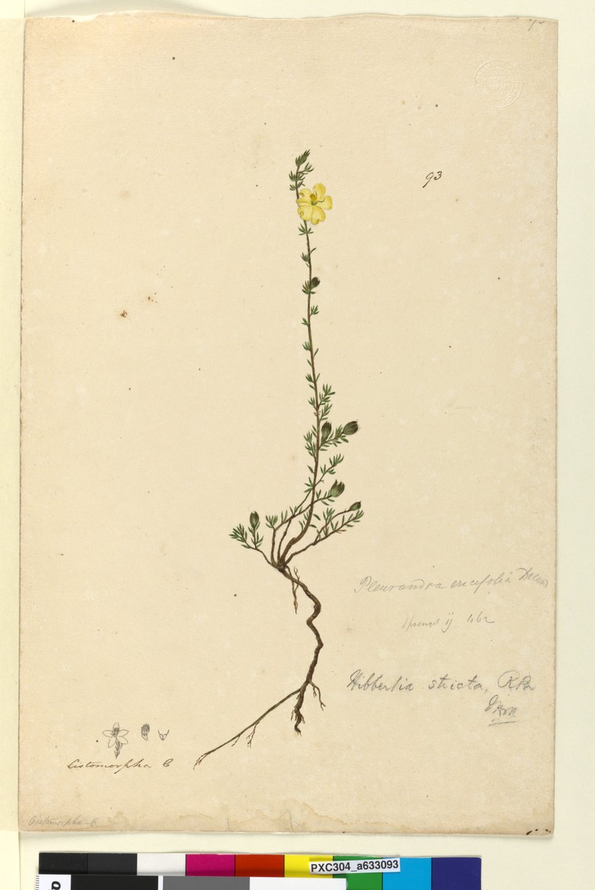 Sayfa 93. Hibbertia stricta, c.1803-06 (wc, kalem, mürekkep ve kurşun kalem) by John William Lewin