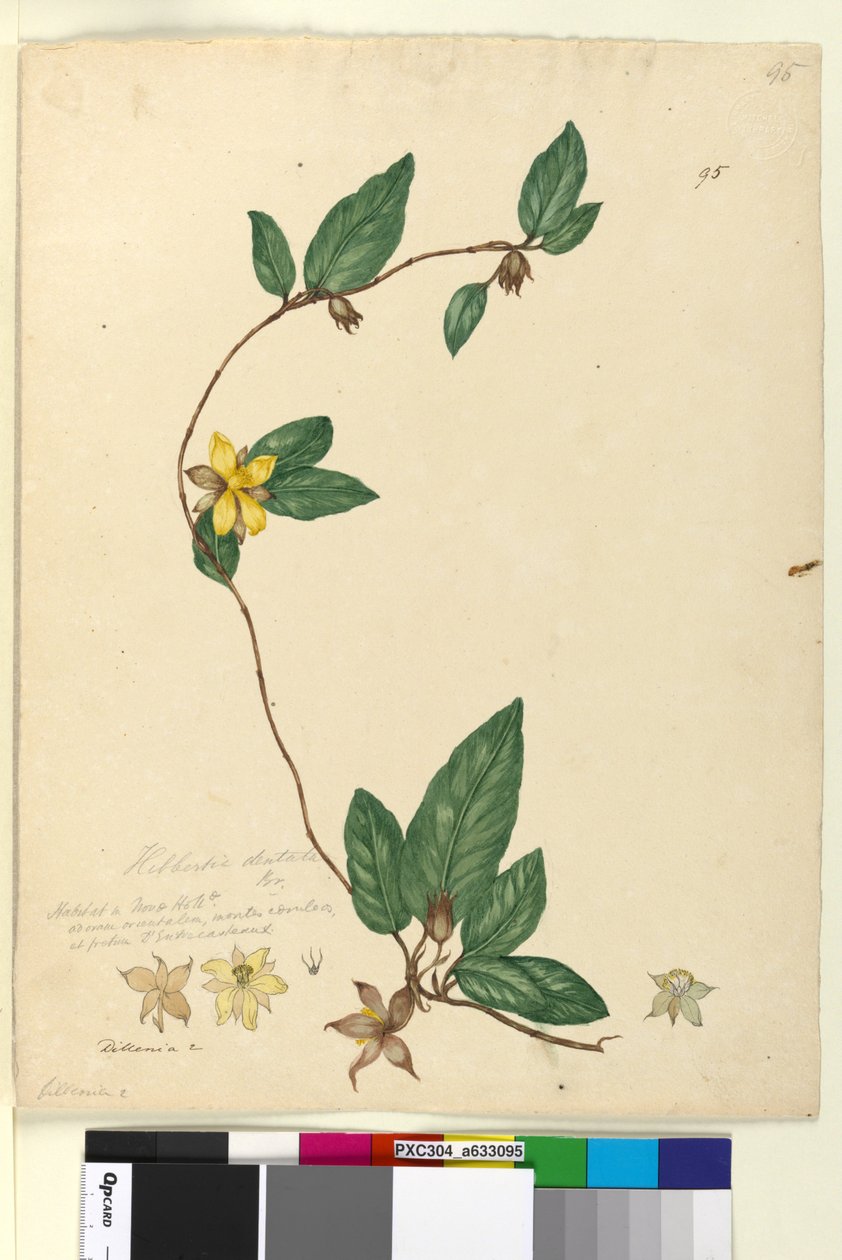 Sayfa 95. Hibbertia dentata, c.1803-06 (wc, kalem, mürekkep ve kurşun kalem) by John William Lewin