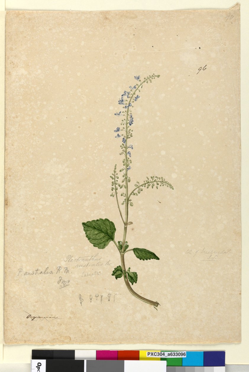 Sayfa 96. Plectranthus australis, c.1803-06 (wc, kalem, mürekkep ve kurşun kalem) by John William Lewin