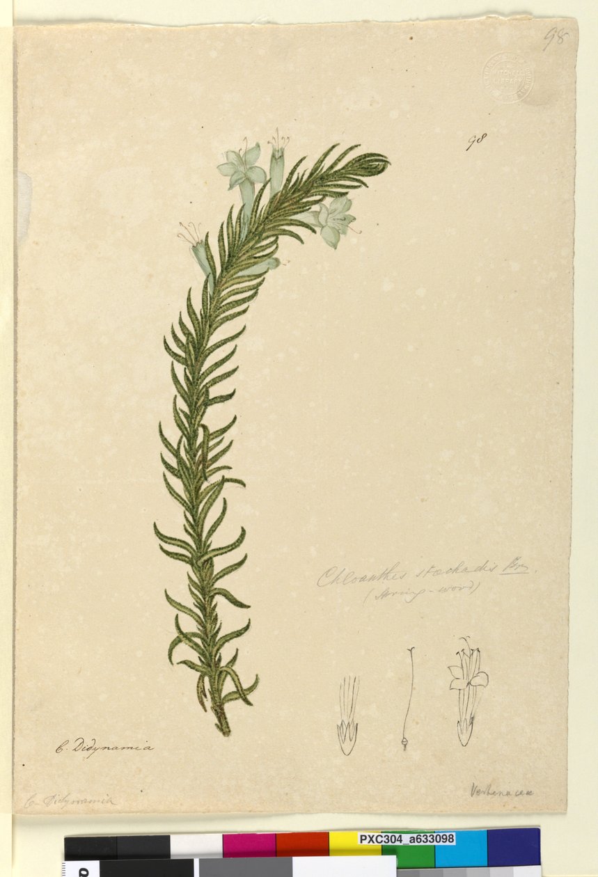 Sayfa 98. Chloanthes stoechadis, c.1803-06 (wc, kalem, mürekkep ve kurşun kalem) by John William Lewin
