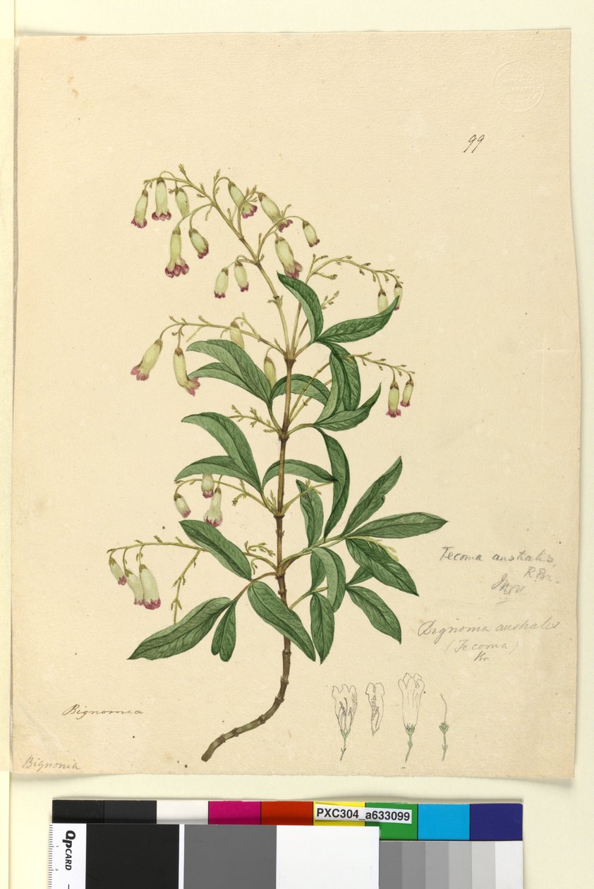 Sayfa 99. Bignonia australisPandorea pandorana, c.1803-06 (wc, kalem, mürekkep ve kurşun kalem) by John William Lewin
