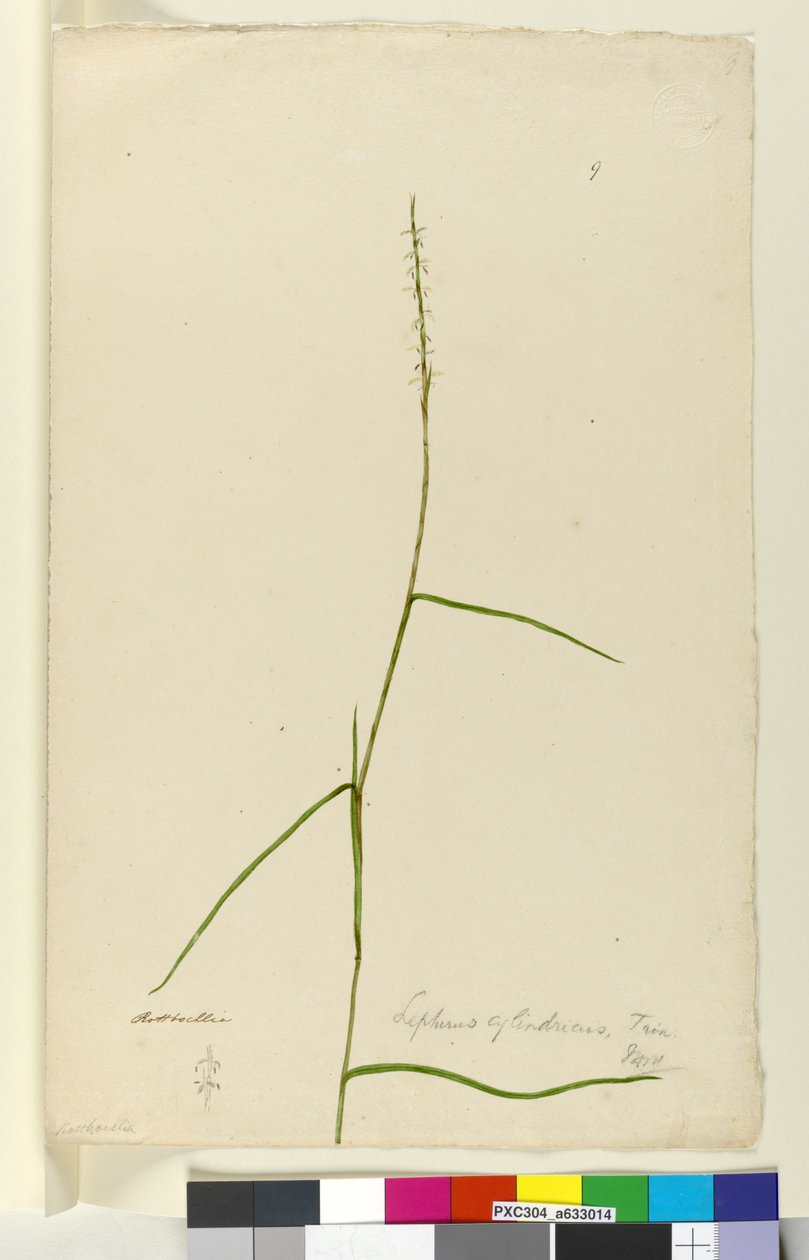 Sayfa 9. Lepturus cylindricus, c.1803-06 (wc, kalem, mürekkep ve kurşun kalem) by John William Lewin