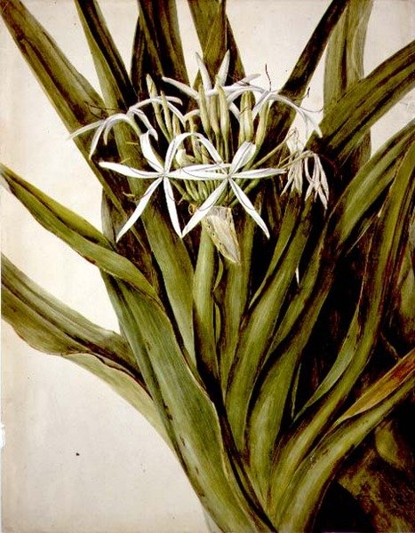 Murray Zambak, crinum pedunculatum by John William Lewin