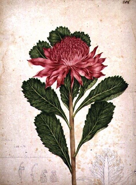Waratah, telopa speciosissima by John William Lewin