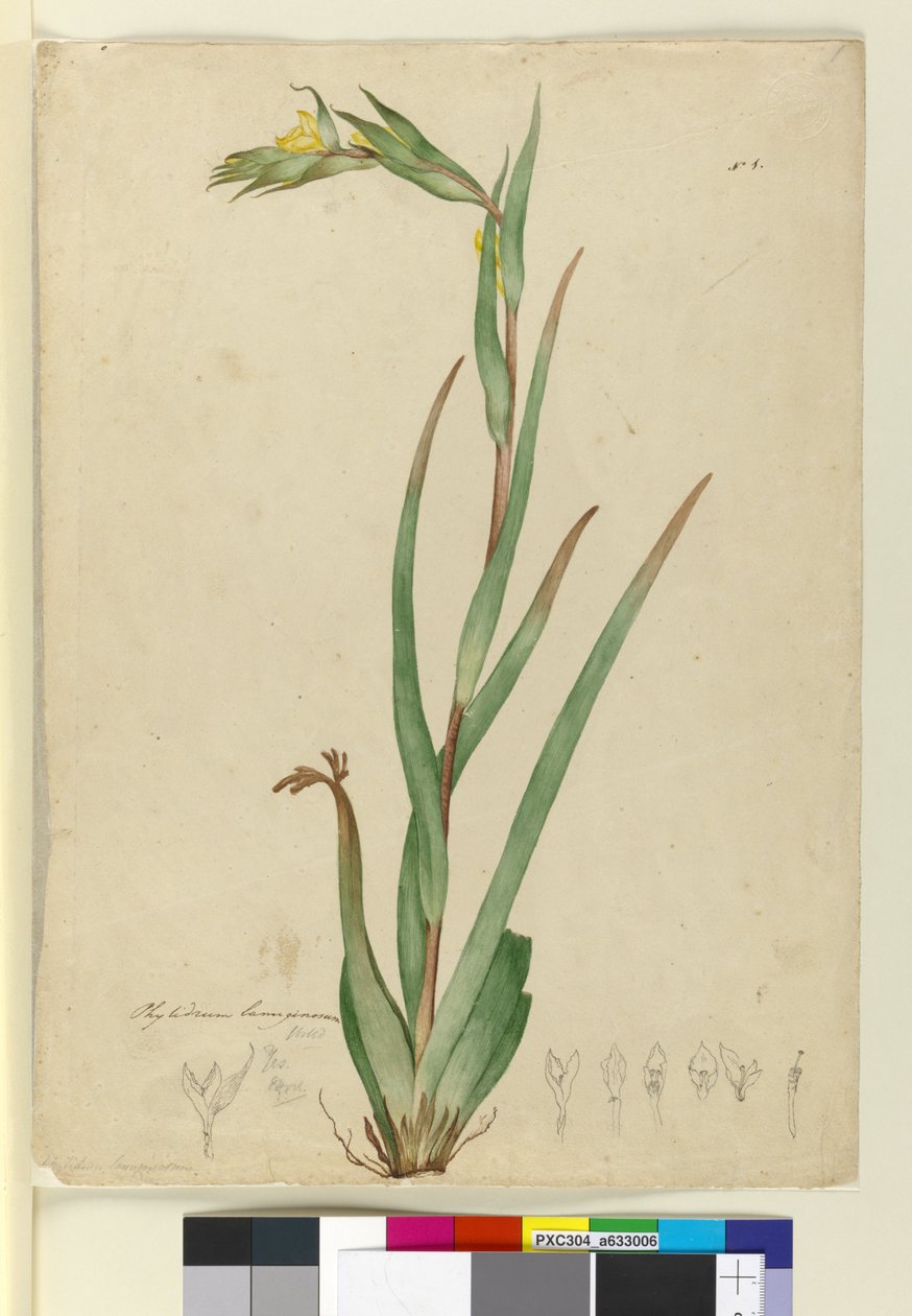 ben. Phylidrum lanuginosum, c.1803-06 (wc, kalem, mürekkep ve kurşun kalem) by John William Lewin