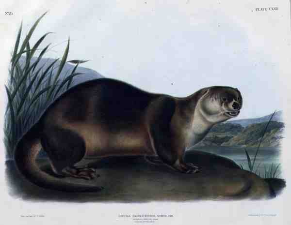 Lutra Canadensis veya Lataxina Mollis (Kanada Otter), John T. Bowen (1801-c.1856) tarafından kazınmış 