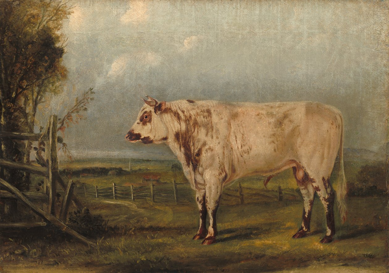 Genç Boğa by John Woodhouse Audubon
