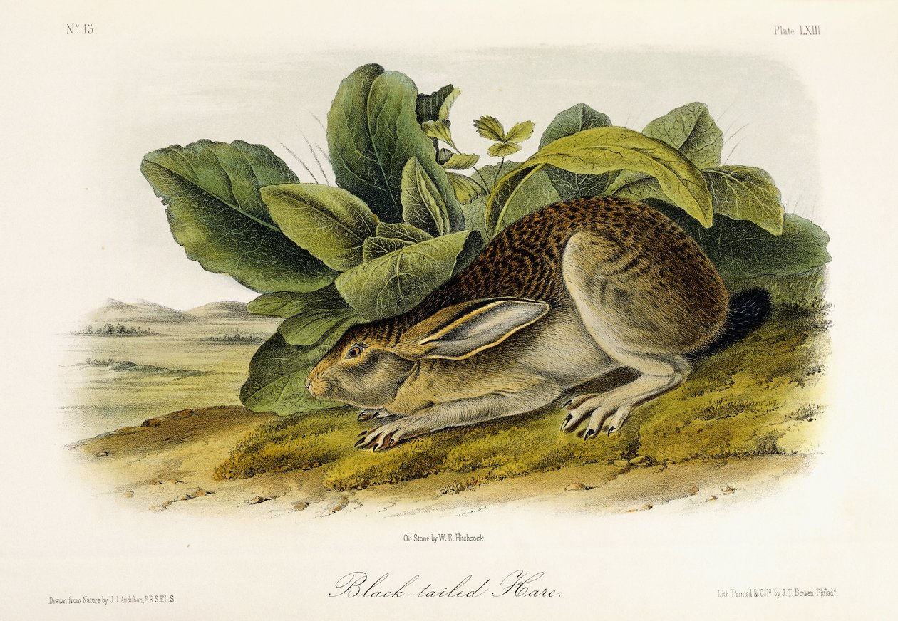 Kara Kuyruklu Tavşan, c.1849-1854 by John Woodhouse Audubon