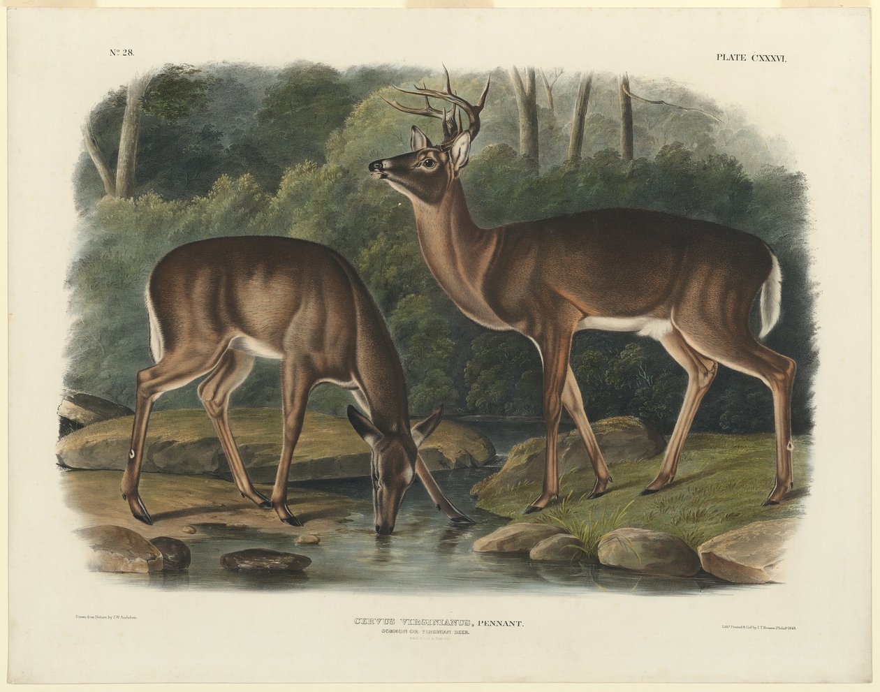 Geyik Virginianus by John Woodhouse Audubon