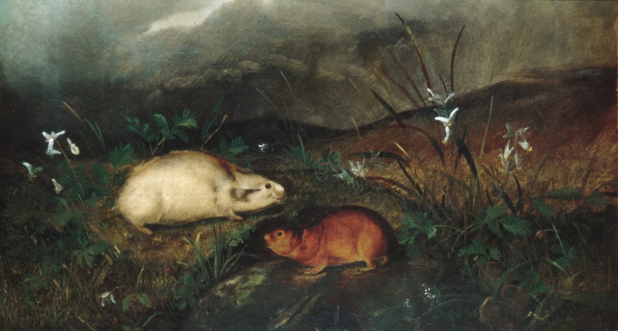 Hudsons Körfezi Lemming, 1846. by John Woodhouse Audubon