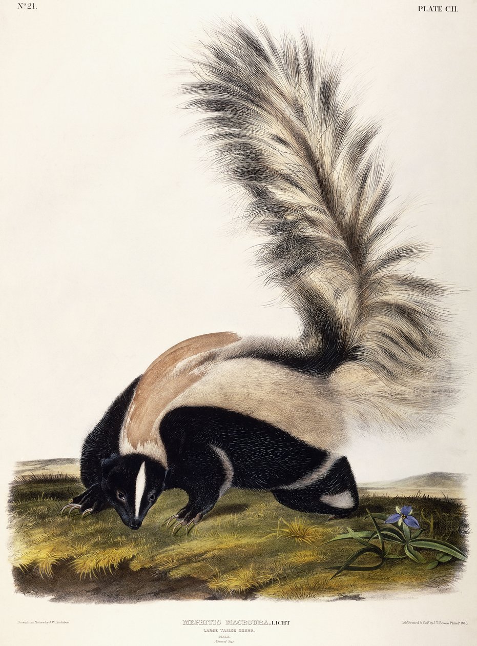 Büyük Kuyruklu Kokarca, 1846 by John Woodhouse Audubon