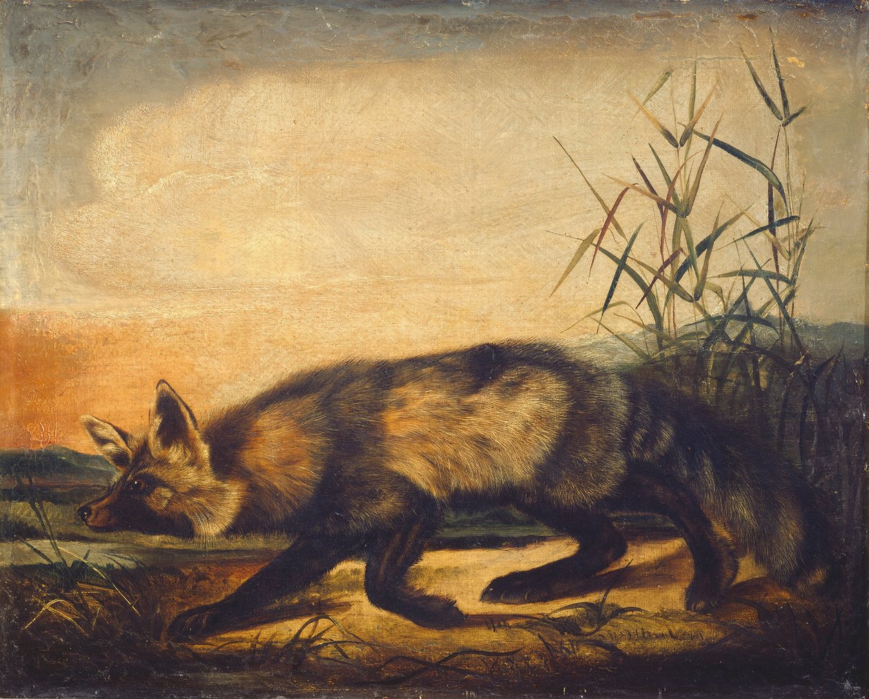 Uzun Kuyruklu Kızıl Tilki by John Woodhouse Audubon
