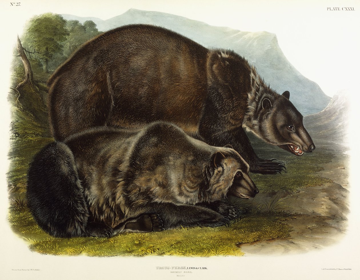 Erkek Boz Ayı, 1848 by John Woodhouse Audubon