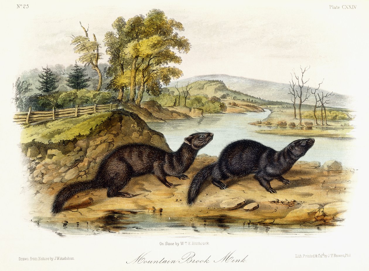 Mountain Brook Vizon, c.1849-1854 by John Woodhouse Audubon