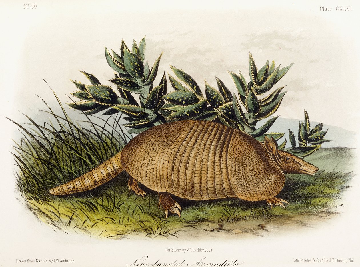 Dokuz bantlı Armadillo, 1849-1854 by John Woodhouse Audubon