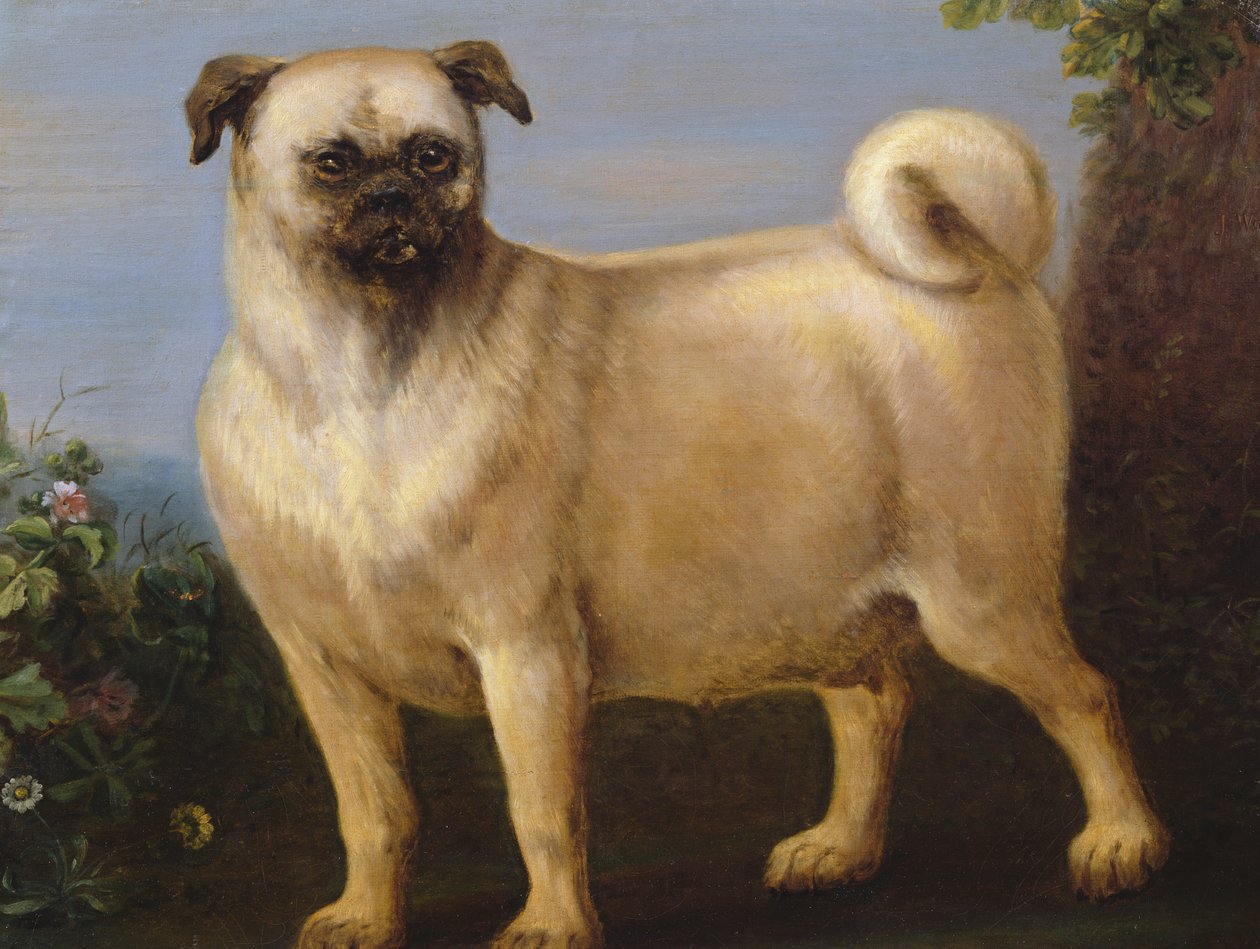 Manzaradaki Bir Pug by John Wootton