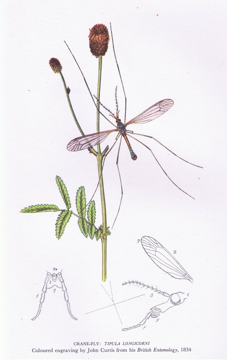 Crane Fly, İngiltere